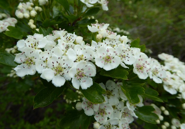 Hawthorn or May blossom