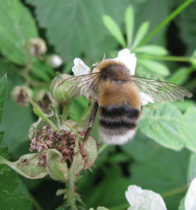 Bee on Blackberry flower.