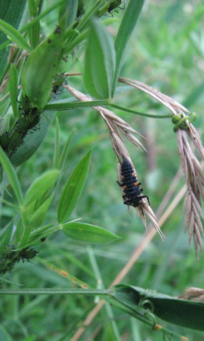 Ladybird larva with blackfly in the background