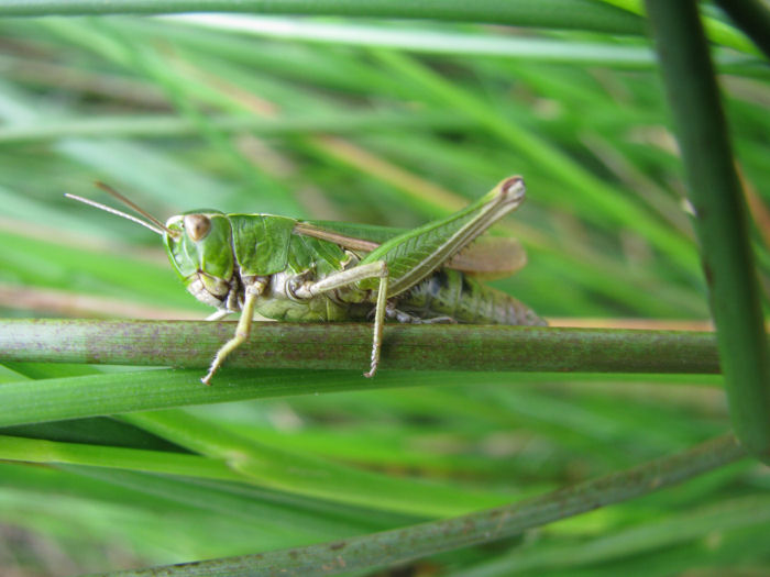 Grasshopper with 6 legs