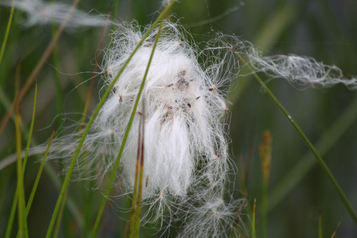 Seeds being released from Cotton Grass