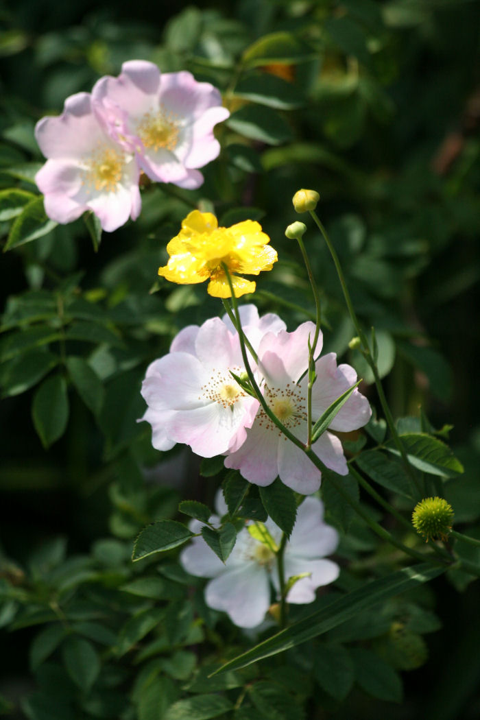 Wild rose and Greater Spearwort