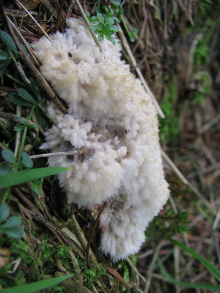 White furry fungus or slimemould