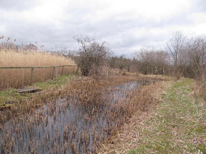 Newly cut reed bed
