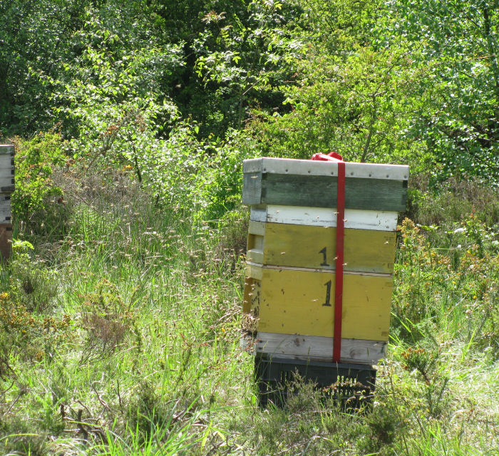 Bees at the bee hive