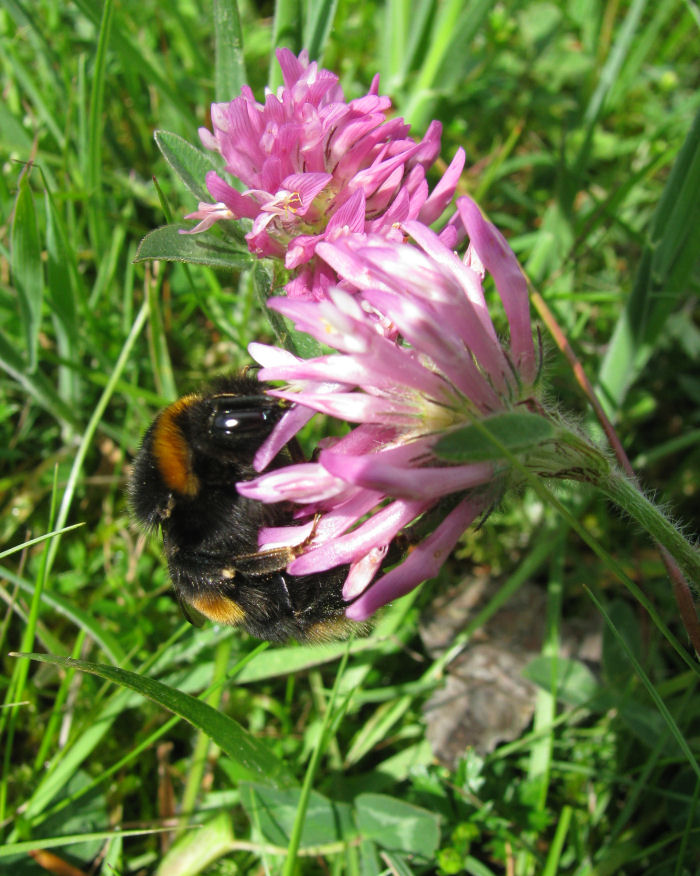 Large Bee on Red Clover