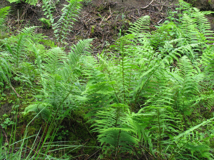 Ferns in area cleared by volunteers.