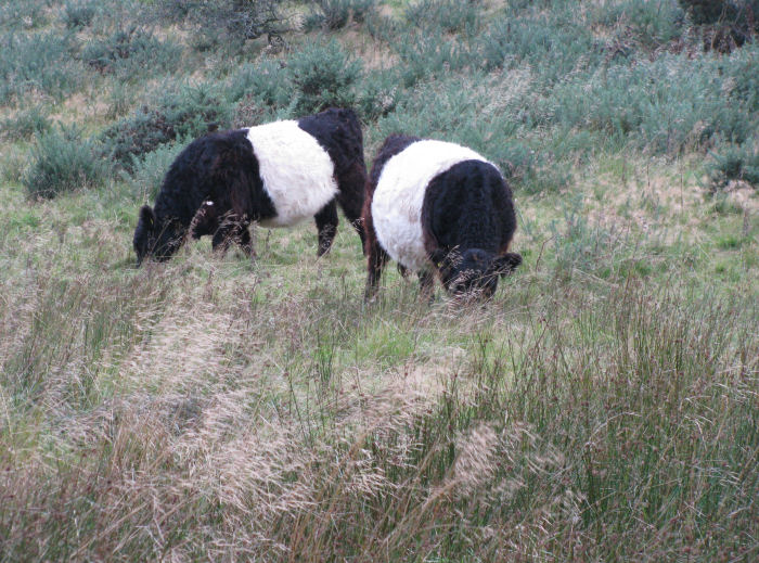 Belted Galloway eating