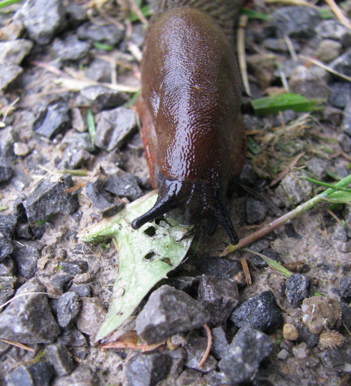 Slug eating leaf on stony path