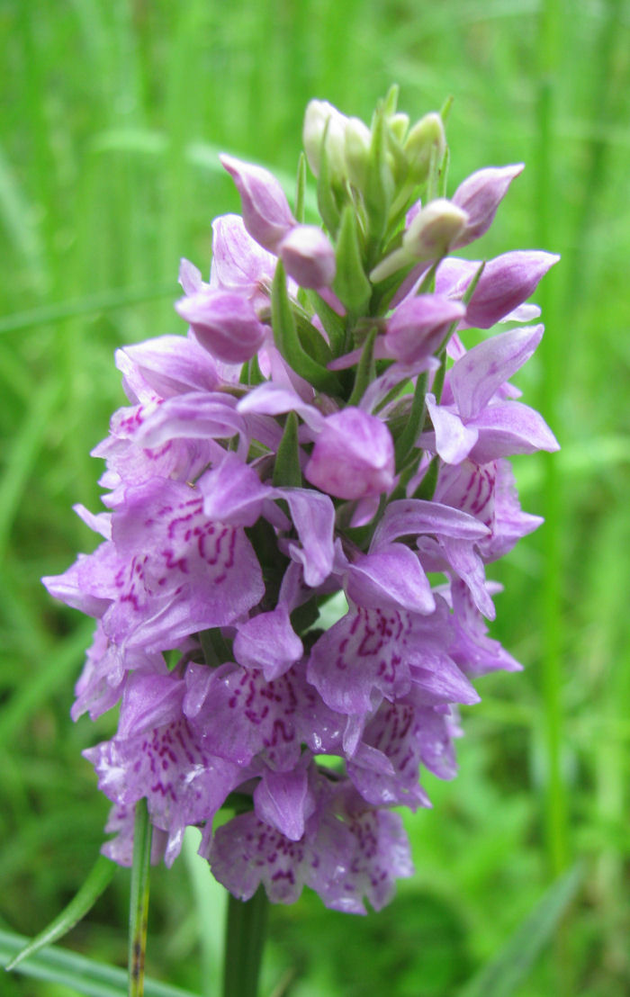 A Common Spotted Orchid?
