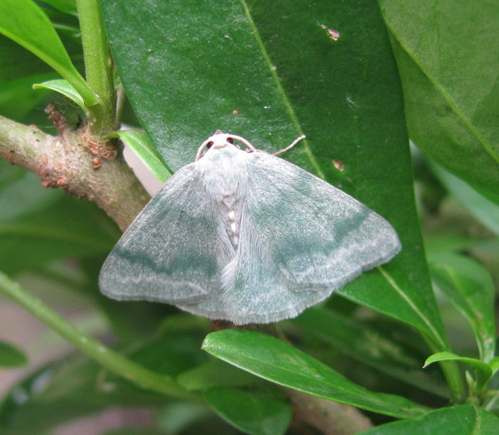 Grass Emerald Moth