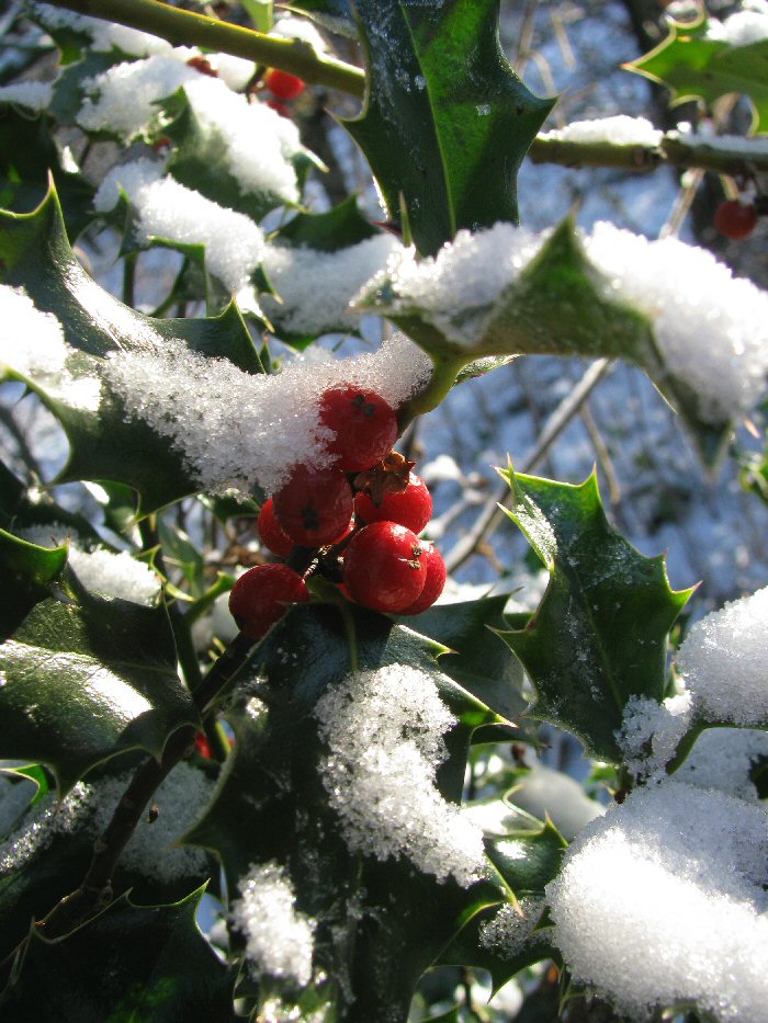 Holly Berries in Snow