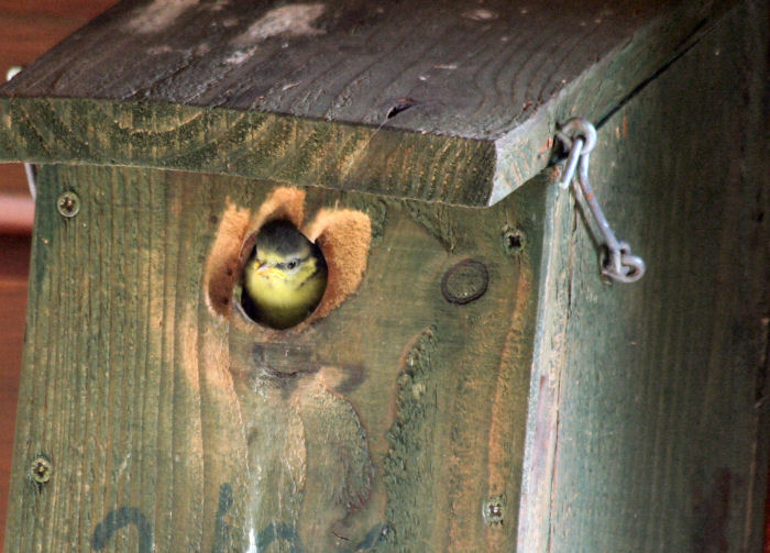 Blue Tit at nest box hole