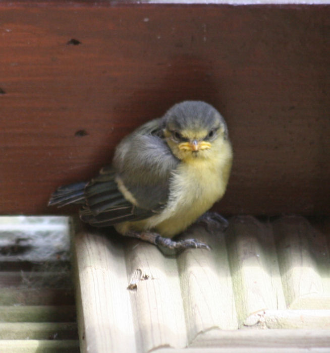 Young fledged chick
