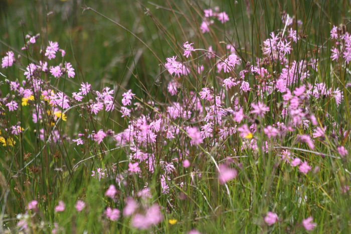 Ragged Robin blowing in the wind