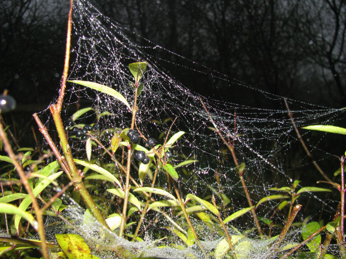 Mist covered spider's web