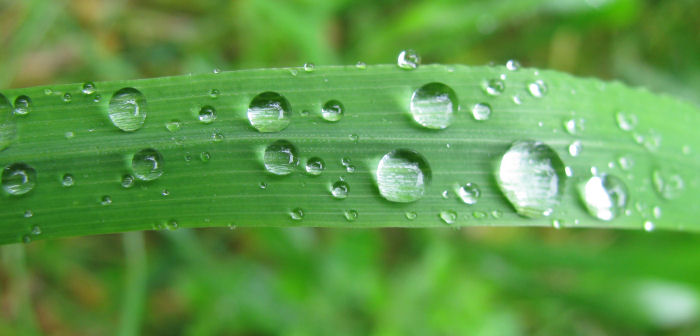 Water droplets on a grass leaf
