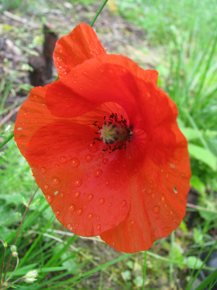 Red Poppy with rain drops
