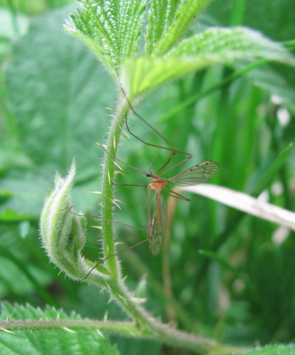 Cranefly like insect
