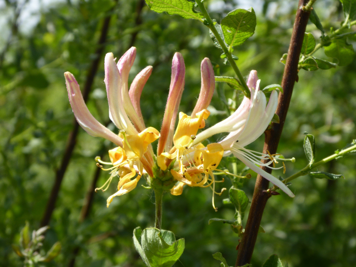 Honeysuckle in flower