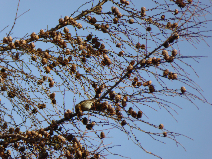 Bird in Larch tree feeding on the seeds