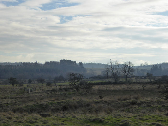 The moor looking towards to wetland