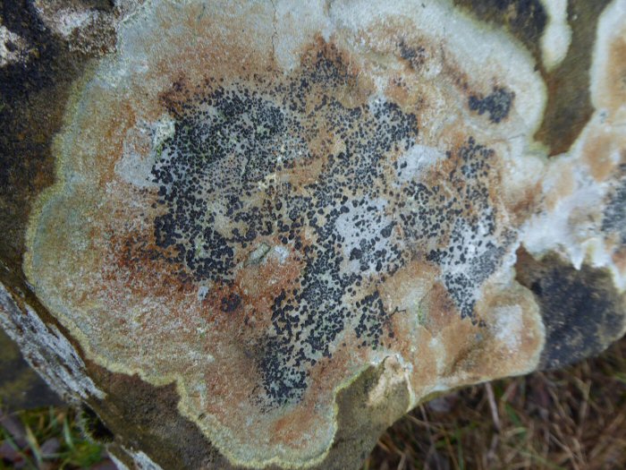 A colourful lichen