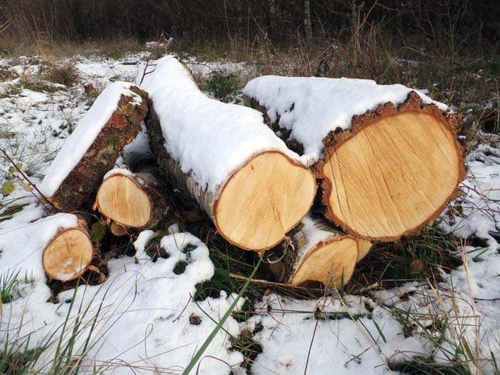 Snow-covered logs