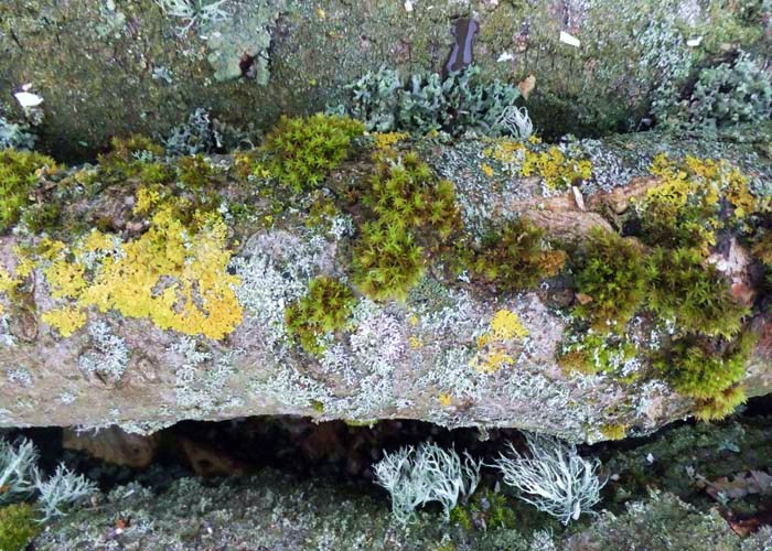 Moss and Lichen on fallen Ash tree