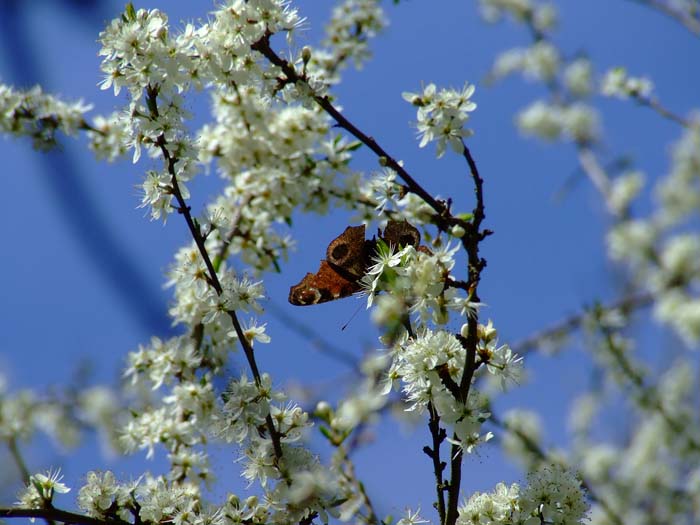 butterfly on the blossom