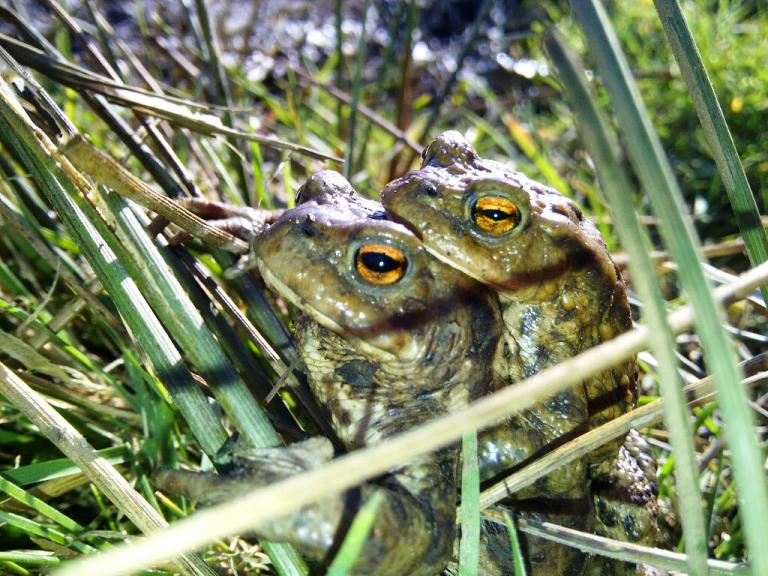 Happy Toads