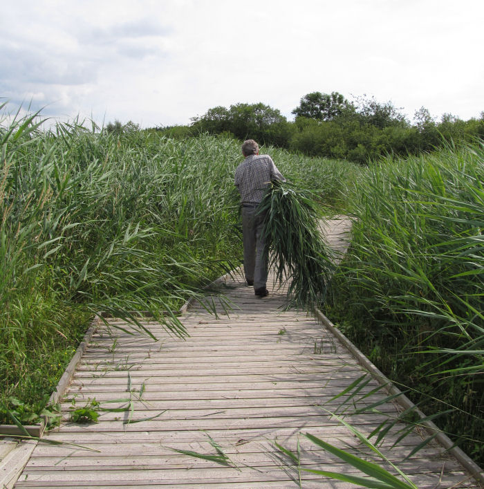 Removing the reeds from the net ride and pond dipping platform