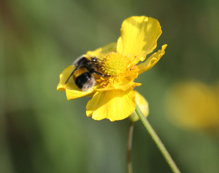bee on Greater Spearwort.