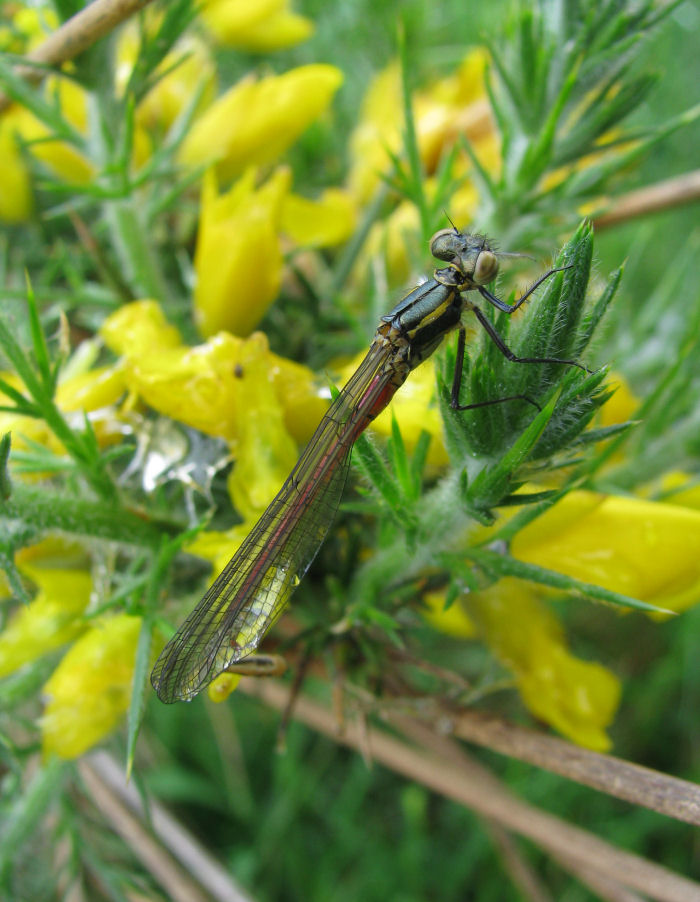 Large Red Damselfly on a Gorse bush.