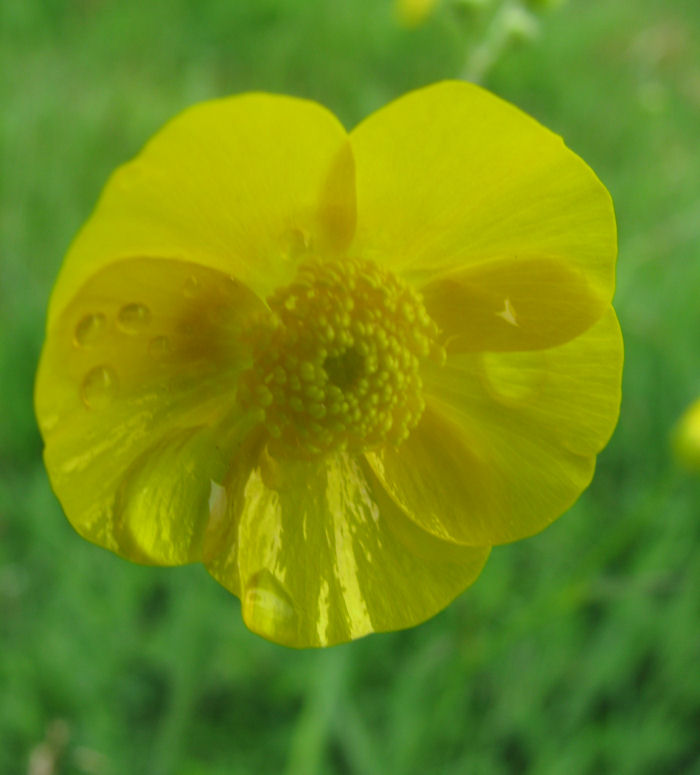 Buttercups with raindrops