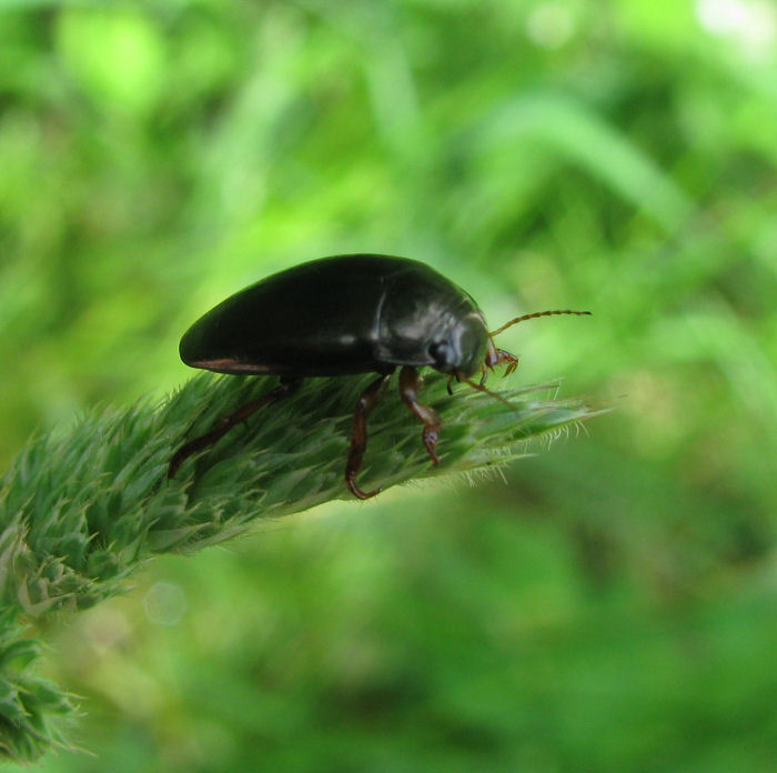 Pond beetle