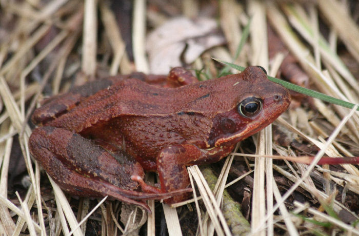 A red coloured frog