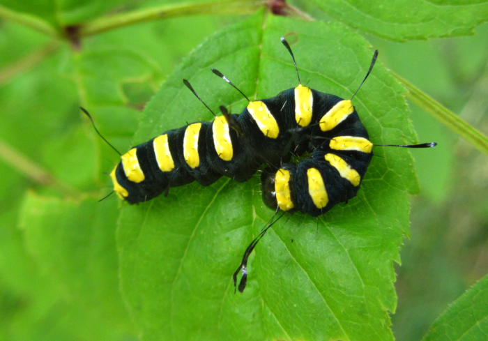 Alder Moth caterpillar