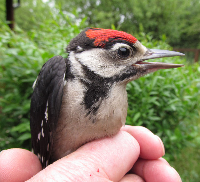 Juvenile Great Spotted Woodpecker  