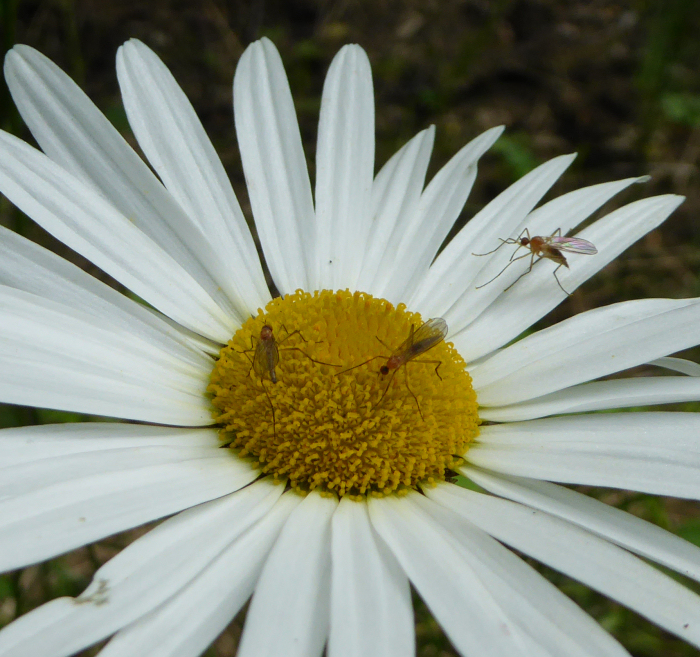 Insects on Dog Daisy