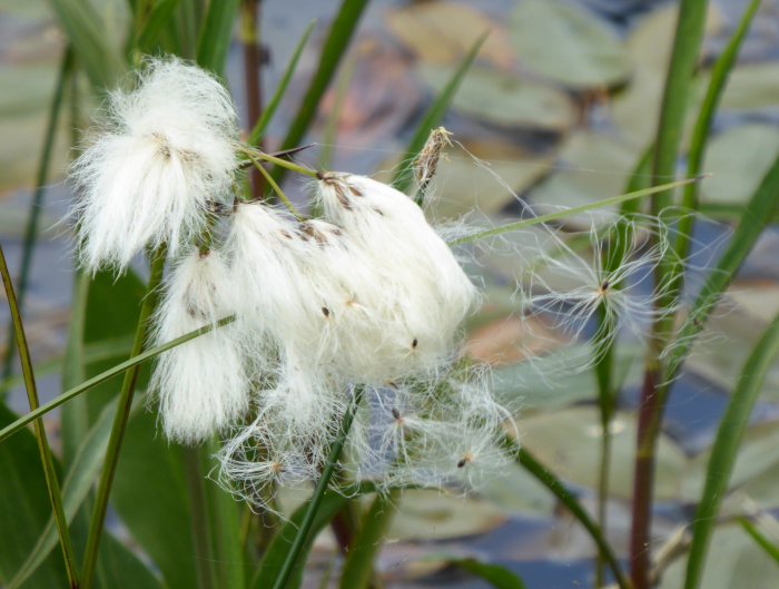 Cotton Grass releasing seed