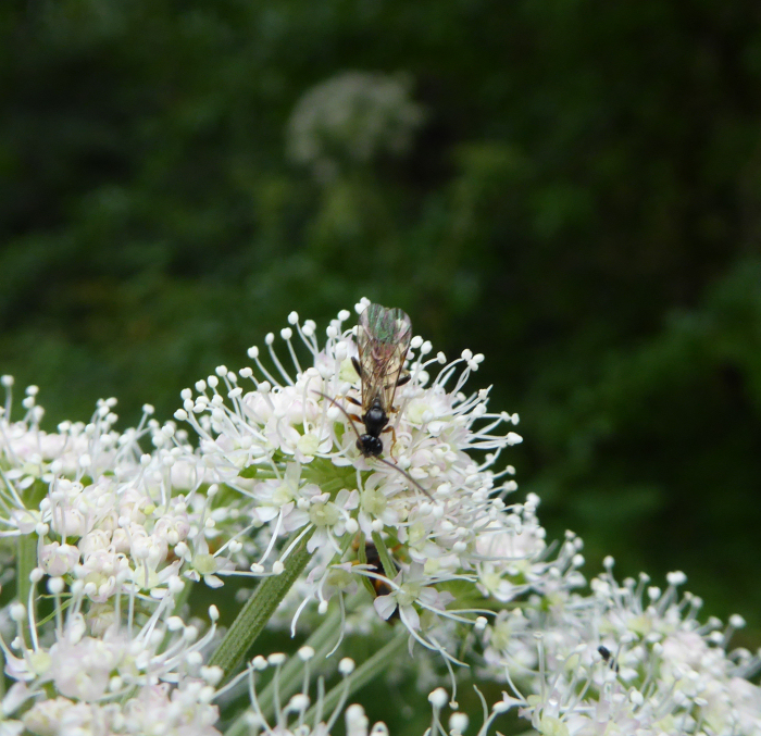 Insect on Angelica