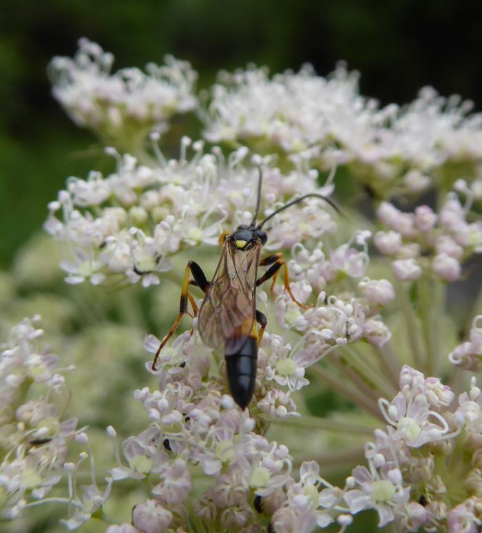 Insect on Angelica