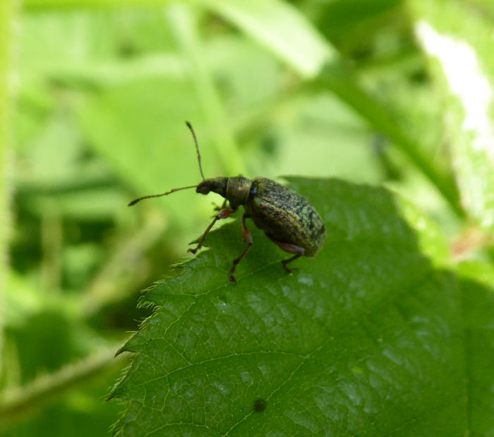 A Weevil