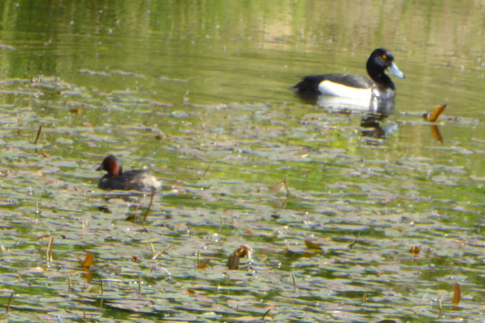 Little Grebe and Tufted Duck