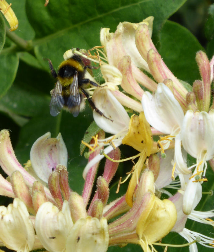 Honeysuckle, bee and insects