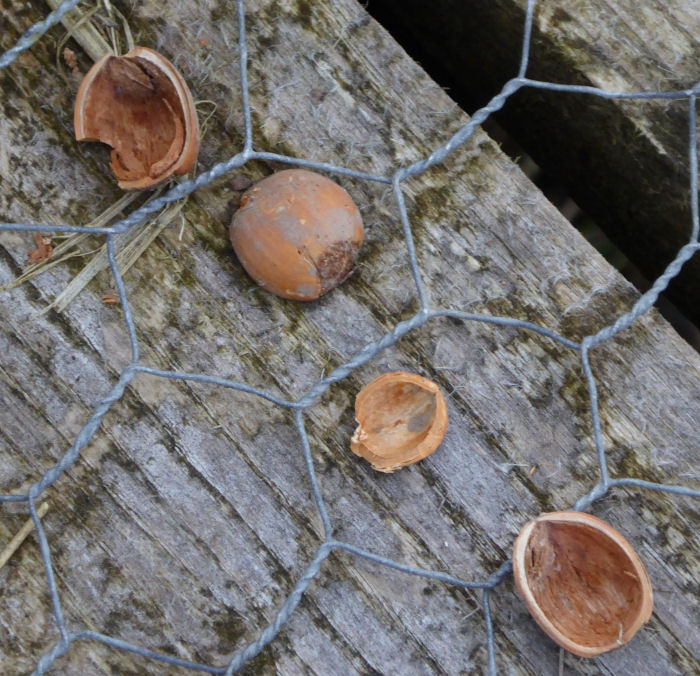 Hazel Nut shells