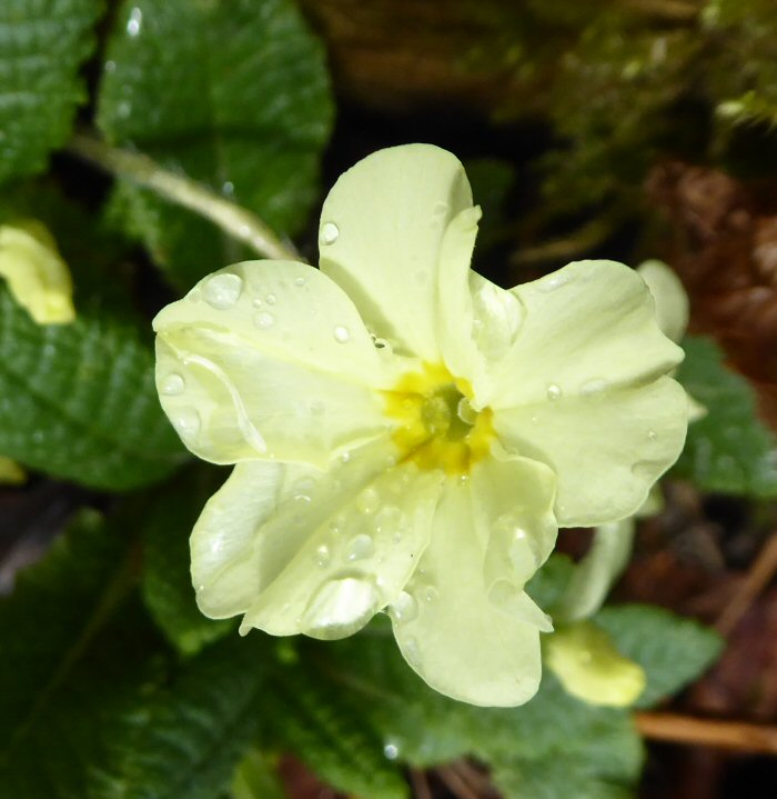 Primrose with water droplets