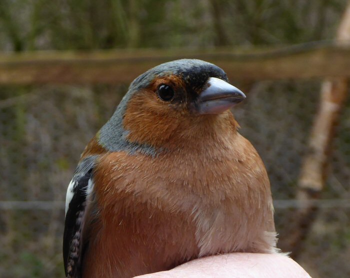 A visiting Chaffinch