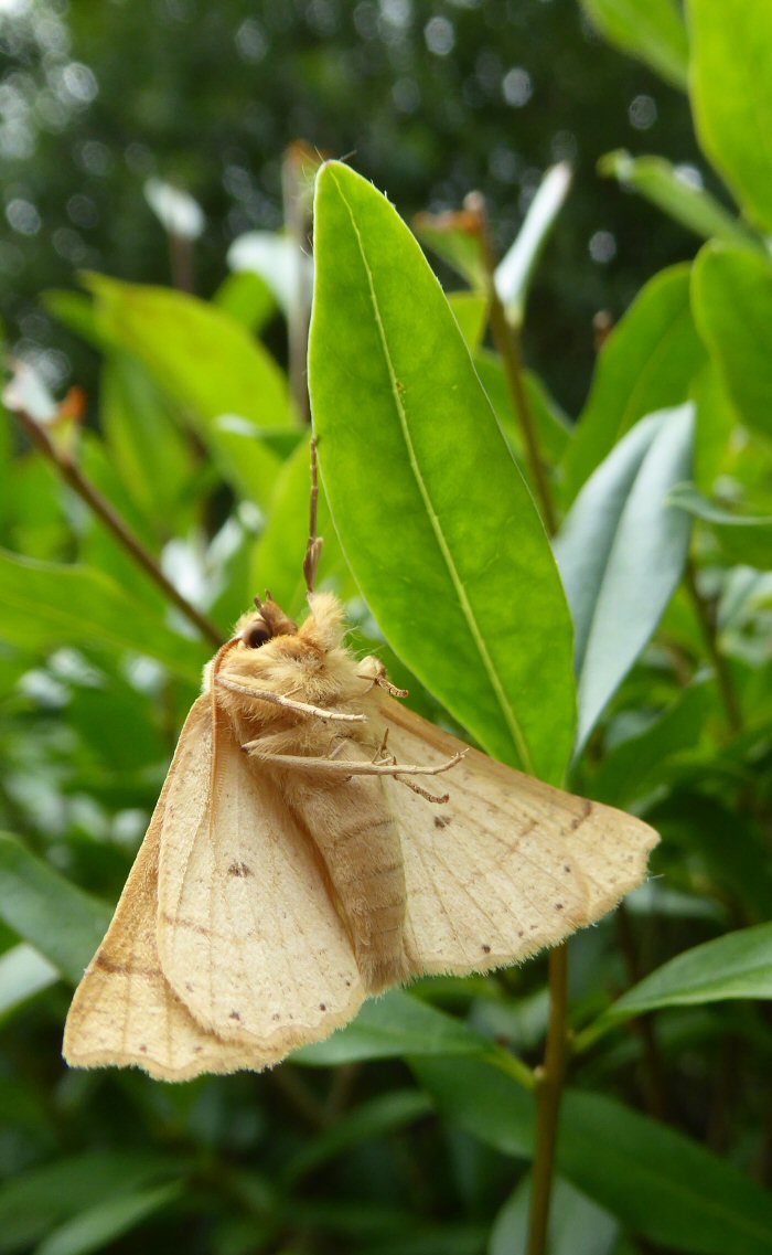 Scalloped Oak Moth hanging on by one leg